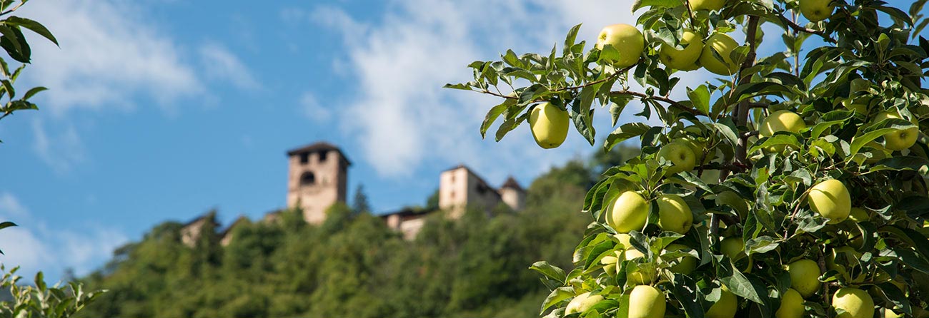 Mele ancora verdi su un albero e, sullo sfondo, un castello