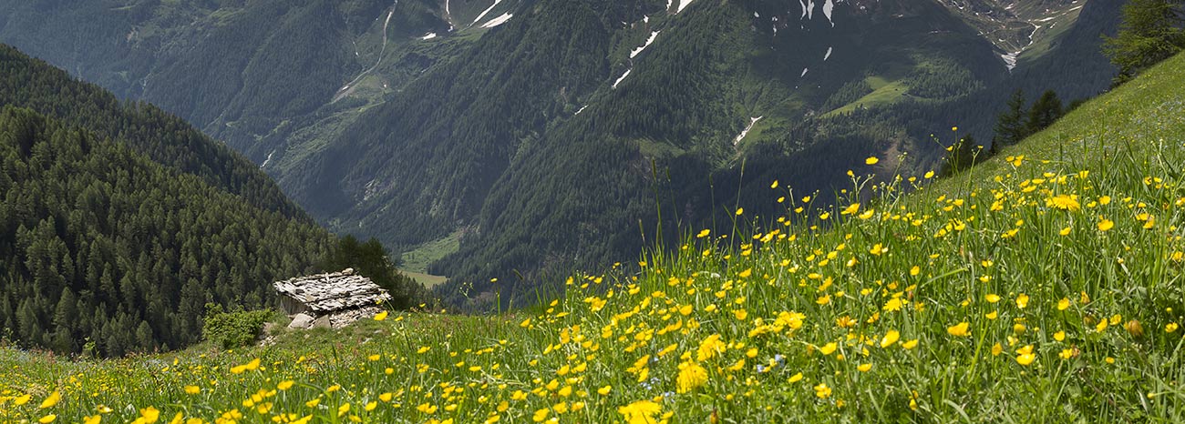 Un prato con fiori gialli e la Valle Aurina visibile in lontananza